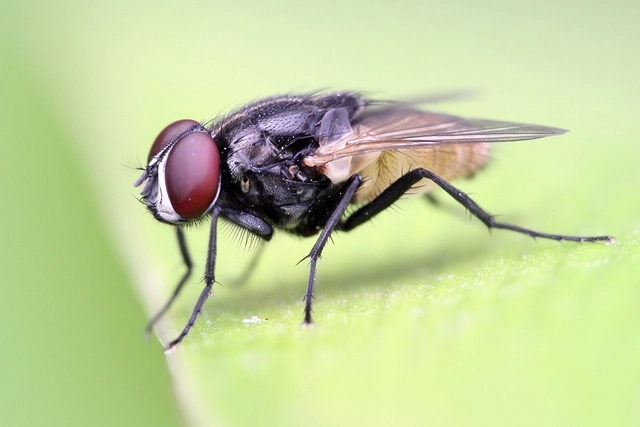 Mơ thấy con ruồi mang đến điềm báo gì? Chốt đề số nào tài lộc